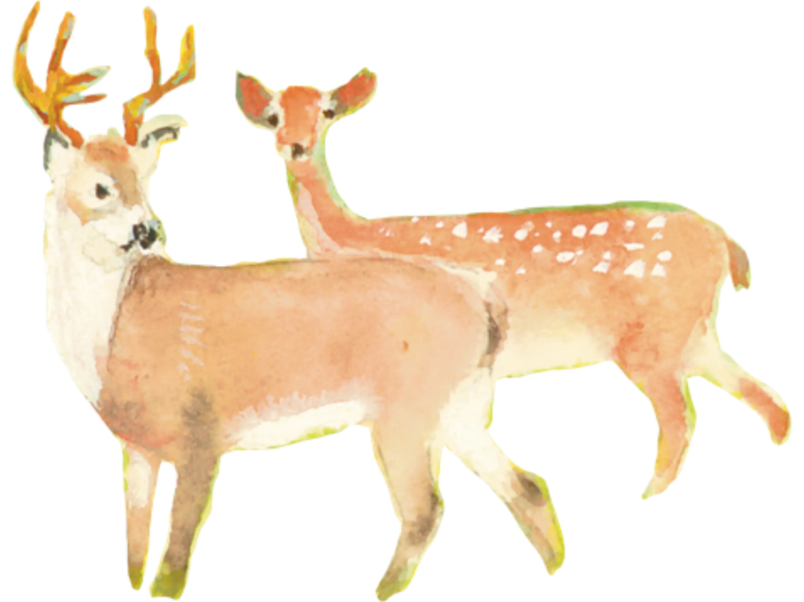 deer