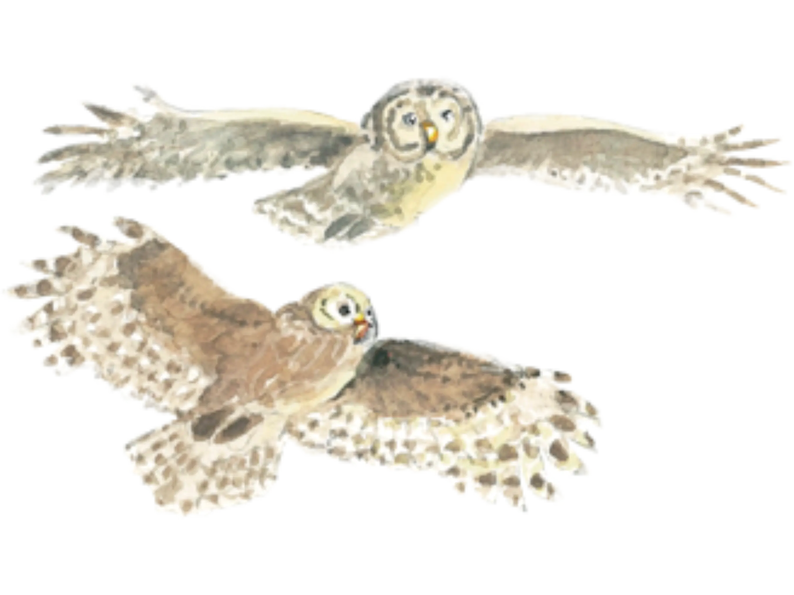 owl