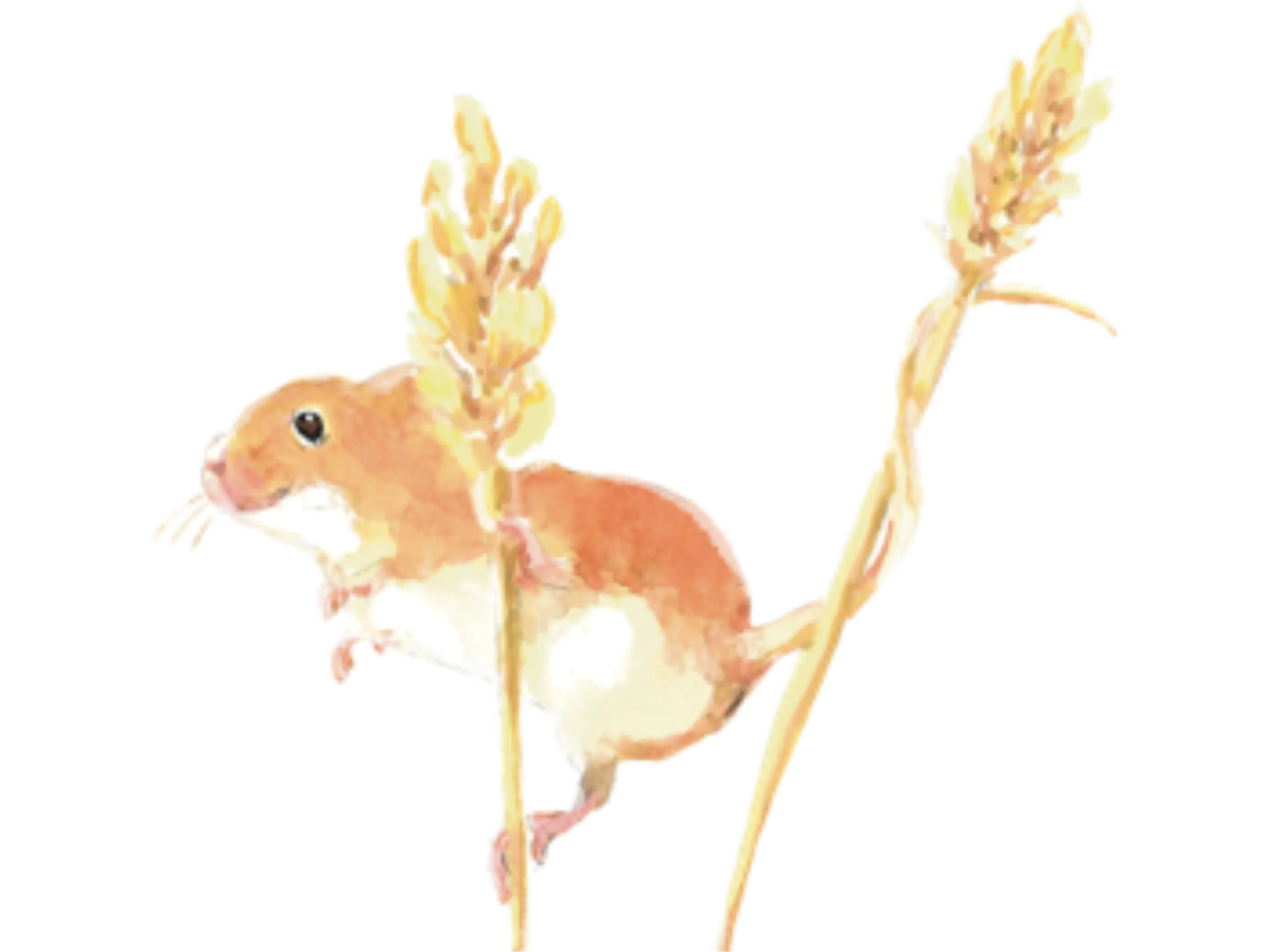 rat
